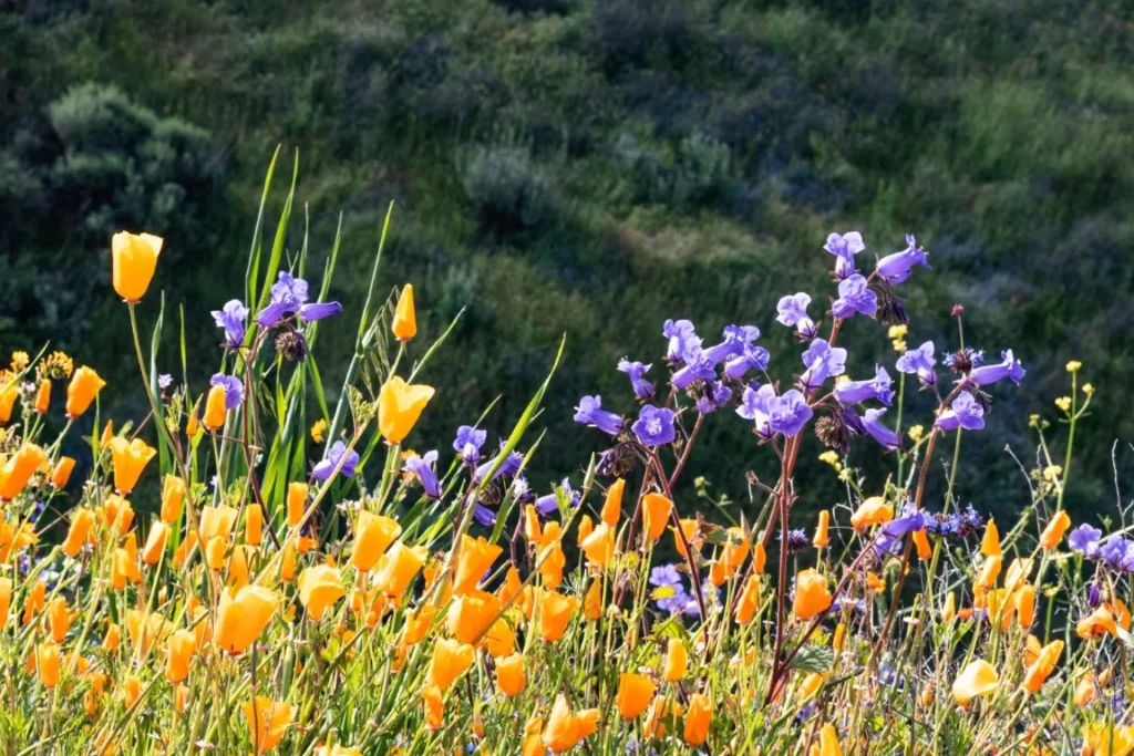 spring flowers